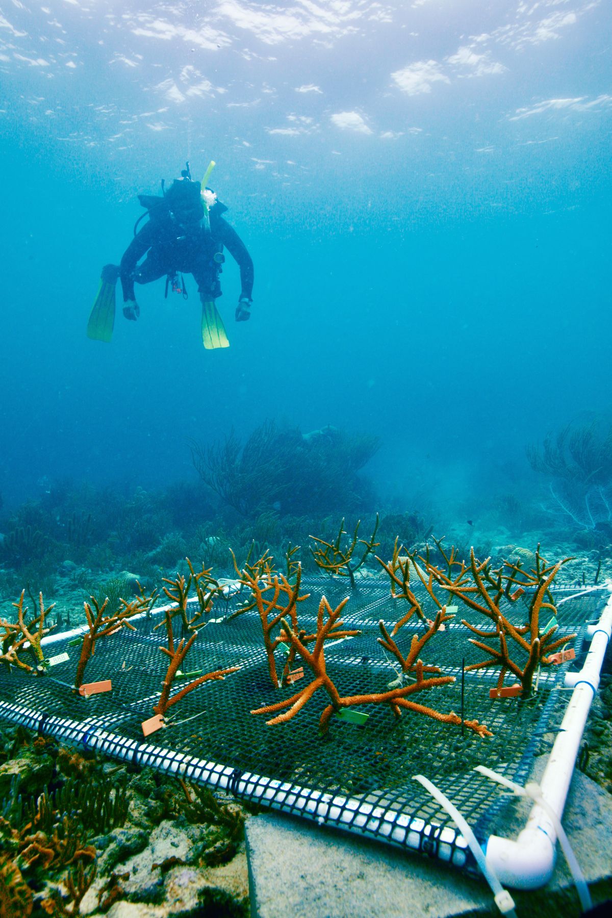 A person scuba diving.