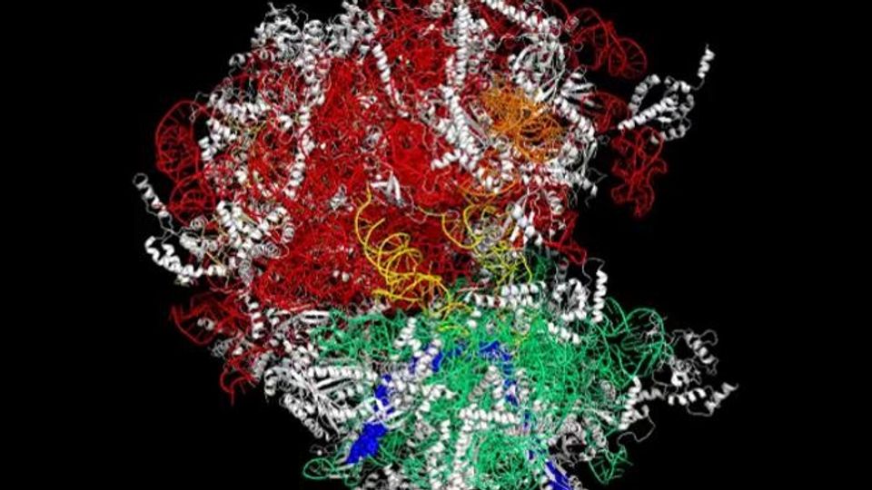 A ribosome.