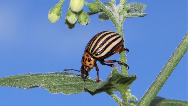 Colorado potato beetle Leptinotarsa decemlineata on black nightshade. 