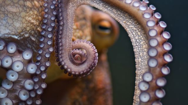 Close up of octopus tentacles. 