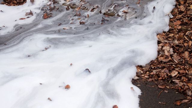 A stream of foam on leaves. 