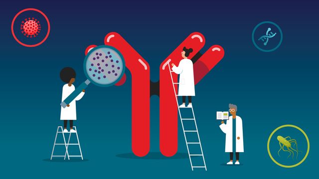 A diverse group of scientists examine a giant red antibody. One is on a ladder taking a closer look, one hold up a giant magnifying glass, the third is consulting a textbook. Around the antibody on a navy ombre background float bubbles containing a DNA particle, a bacteria and a virus.  