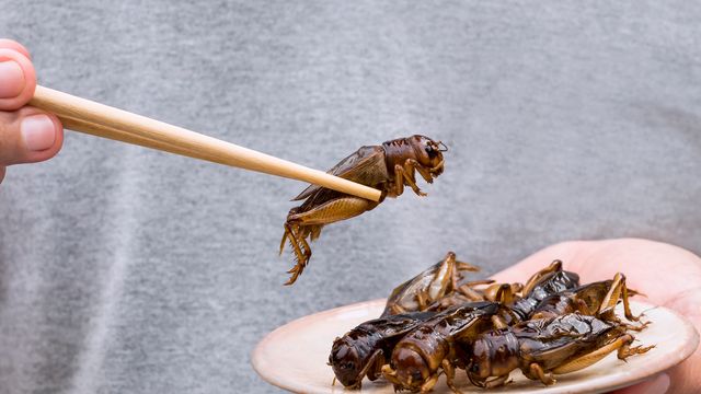 Bugs in chopsticks. 